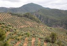 ¿Qué es y cómo afecta la antracnosis o aceituna jabonosa al olivo? olivos