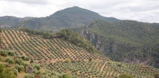 Alarma en una provincia andaluza sobre la falta de lluvias en el olivar olivos