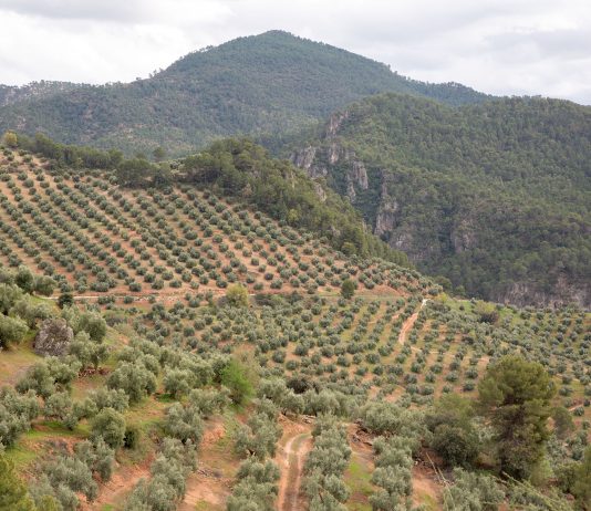 ¿Qué es y cómo afecta la antracnosis o aceituna jabonosa al olivo? olivos