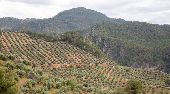 ¿Qué es y cómo afecta la antracnosis o aceituna jabonosa al olivo? olivos