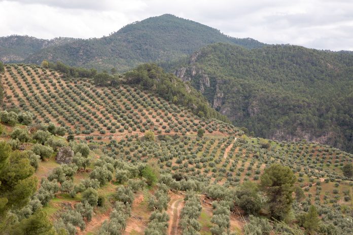 olivos