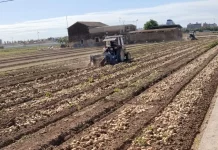 Abonos y nutrientes para patatas, claves para el éxito del cultivo patatas