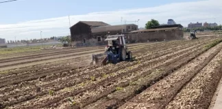 Abonos y nutrientes para patatas, claves para el éxito del cultivo patatas
