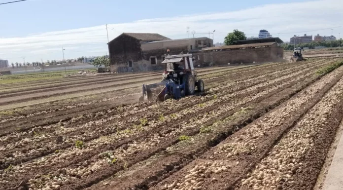 Abonos y nutrientes para patatas, claves para el éxito del cultivo patatas