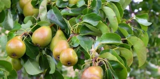 El fuego bacteriano amenaza el cultivo del peral fuego bacteriano