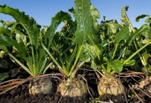 AB Azucarera rescinde contratos con remolacheros remolacha