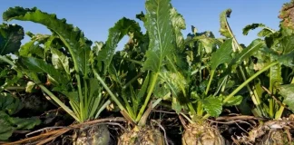 AB Azucarera rescinde contratos con remolacheros remolacha