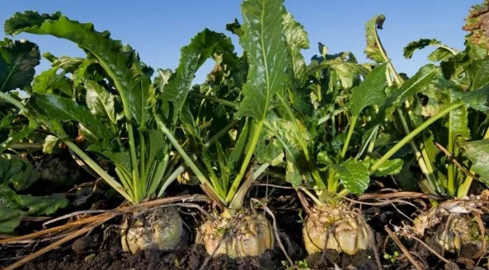 ¿Qué tiene que ver la dueña de Primark con los precios de la remolacha de España? remolacha