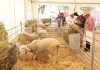 La Lonja Nacional de Ovino reunirá en Ciudad Real a más de 300 profesionales del sector oveja manchega