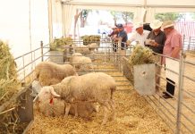 La Lonja Nacional de Ovino reunirá en Ciudad Real a más de 300 profesionales del sector oveja manchega