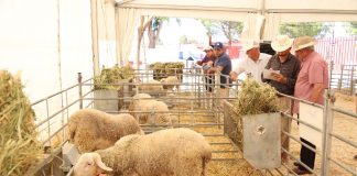 Un semental de oveja manchega alcanza los 3.850 euros en Fercam oveja manchega