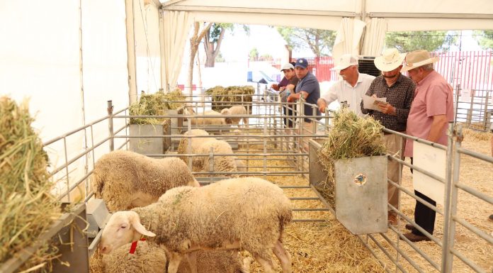 Un semental de oveja manchega alcanza los 3.850 euros en Fercam oveja manchega