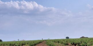 Vídeo. El granizo arrasa hectáreas de viñedo en La Mancha granizo