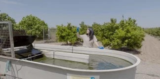 ¡Zumo de naranja para combatir las microalgas! microalgas