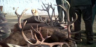 La organización colegial veterinaria de Castilla-La Mancha rechaza la figura del ‘cazador formado’ caza