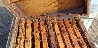 Advierte “ante lo que se viene” con la expansión del avispón oriental avispón oriental