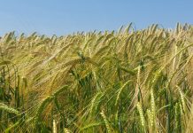 El cereal bajo en carbono prepara su expansión a Europa cereales