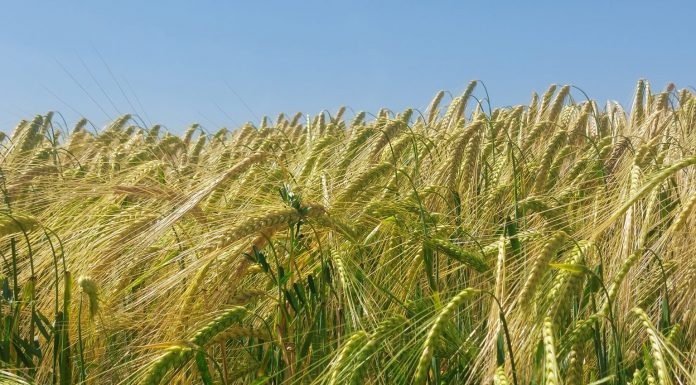 El cereal bajo en carbono prepara su expansión a Europa cereales