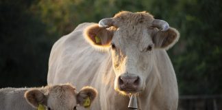El Ministerio de Agricultura impone la obligatoriedad de los crotales electrónicos en todos los terneros crotales