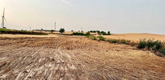 daños pedrisco cereal