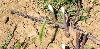 Denuncia robos de espárragos verdes en la provincia de Guadalajara robo de espárragos