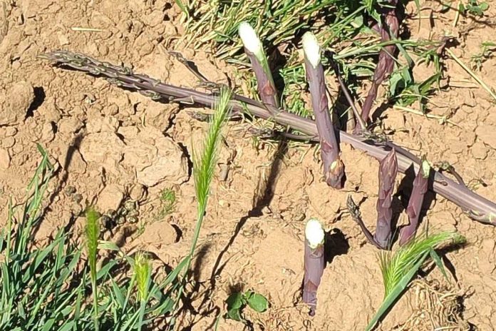 esparragos robados robo de espárragos