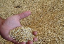 Sigue la incertidumbre en el mercado de los cereales, por el conflicto de Oriente Medio grano