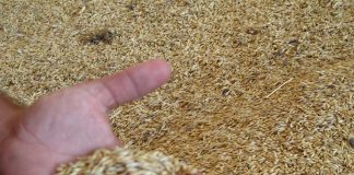 Comerciantes de cereales rechazan las acusaciones de especulación en el precio grano