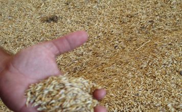 Sigue la incertidumbre en el mercado de los cereales, por el conflicto de Oriente Medio grano