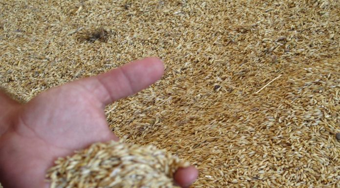 Sigue la incertidumbre en el mercado de los cereales, por el conflicto de Oriente Medio grano