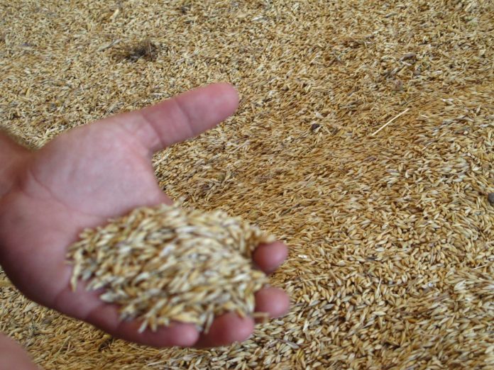 grano
