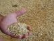 La volatilidad de los mercados pausa la subida de los cereales grano
