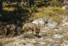 VOX presenta una proposición de ley para proteger a los ganaderos ante el aumento de ataques de los lobos lobos