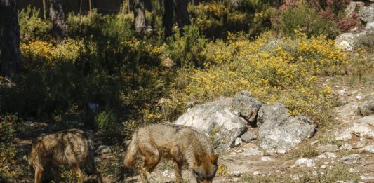 lobos