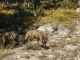 PP Castilla-La Mancha reclama una ayuda específica para los ganaderos que conviven con el lobo lobos