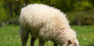 Lamenta que han convertido la justificación del ecorrégimen de pastoreo extensivo en un “galimatías burocrático” pastoreo extensivo