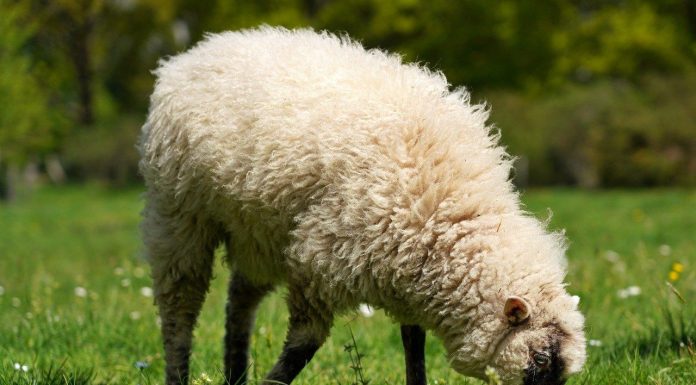 Lamenta que han convertido la justificación del ecorrégimen de pastoreo extensivo en un “galimatías burocrático” pastoreo extensivo