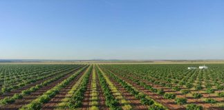 Detectan presencia de polilla en cultivos de pistacho de Castilla-La Mancha cultivo del pistacho