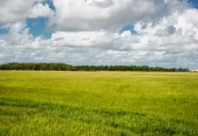 La Comisión Europea recaba opiniones sobre la futura certificación voluntaria para la captura de carbono en suelos agrícolas