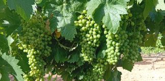 El presidente de una gran cooperativa avanza la primera perspectiva de la próxima vendimia en Castilla-La Mancha viña