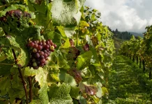 UPA exige la revisión inmediata de los precios de aseguramiento del seguro de uva Montilla-Moriles