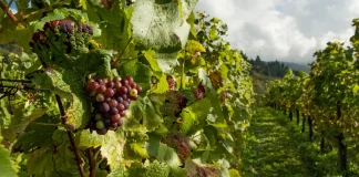 UPA exige la revisión inmediata de los precios de aseguramiento del seguro de uva Montilla-Moriles