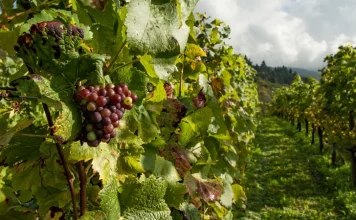 UPA exige la revisión inmediata de los precios de aseguramiento del seguro de uva Montilla-Moriles