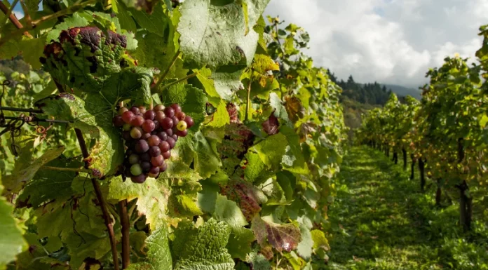 El mildiu y olas de calor extremas redujeron la vendimia 2025 en Andalucía Montilla-Moriles