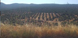 Insisten en que los deslindes de Mora y Ajofrín, en Toledo, son “una expropiación encubierta contra agricultores y propietarios” Vía pecuaria de Mora