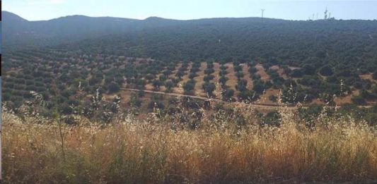 Vía pecuaria de Mora