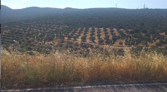Vía pecuaria de Mora