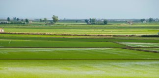 La “epidemia” de bajos precios y altos costes llega al arroz arrozales