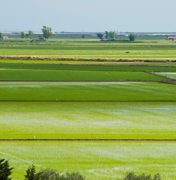 Estima un futuro incierto para el cultivo de la base de la paella arrozales