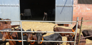 ¿En qué región han desaparecido el 40 por ciento de las explotaciones de ovino y caprino de leche? cabras